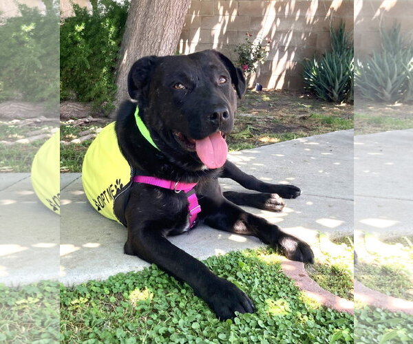 Medium Photo #10 Labrador Retriever-Unknown Mix Puppy For Sale in San Diego, CA, USA