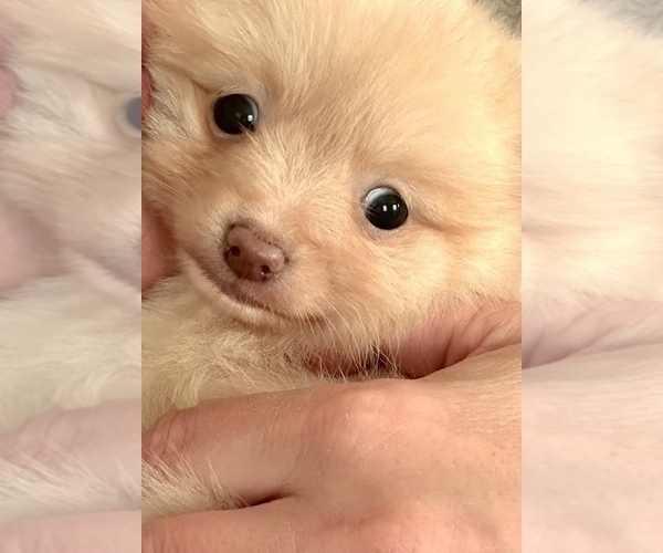 Medium Photo #3 Pomeranian Puppy For Sale in WILMINGTON, NC, USA