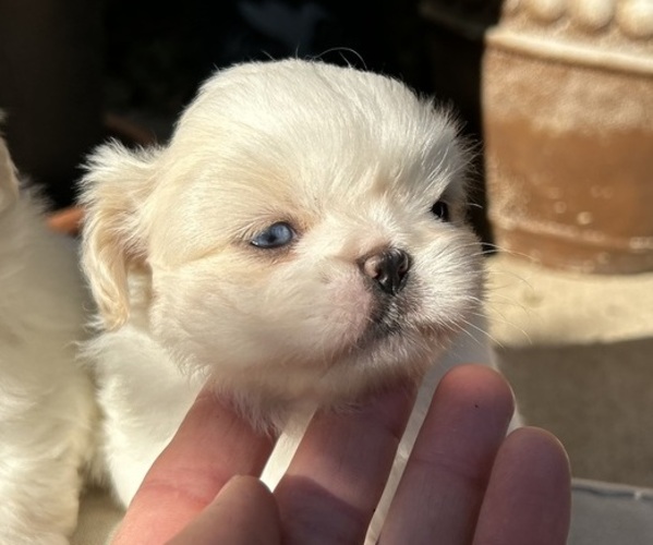 Medium Photo #1 Pekingese Puppy For Sale in MESQUITE, TX, USA