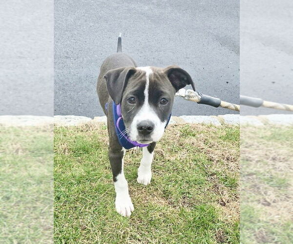 Medium Photo #2 Beagle-Pointer Mix Puppy For Sale in Brewster, NY, USA