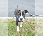 Small #1 Beagle-Pointer Mix