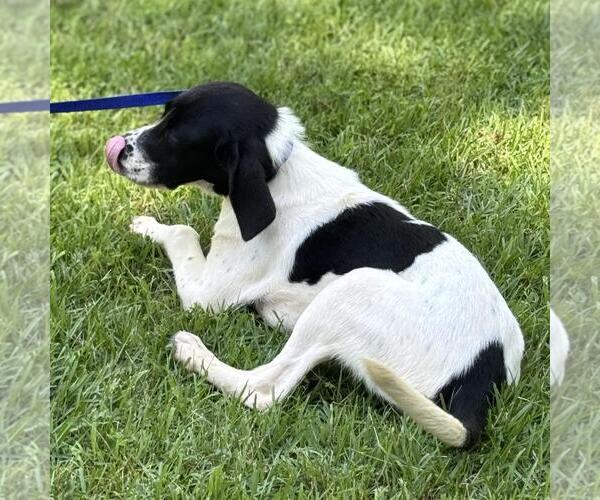 Medium Photo #4 Labrador Retriever-Unknown Mix Puppy For Sale in Yardley, PA, USA