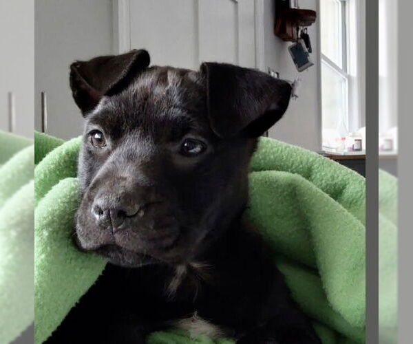 Medium Photo #5 American Staffordshire Terrier-Staffordshire Bull Terrier Mix Puppy For Sale in Brewster, NY, USA