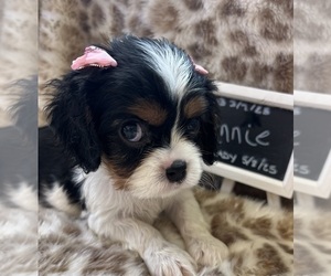 Cavalier King Charles Spaniel Puppy for sale in ABILENE, TX, USA