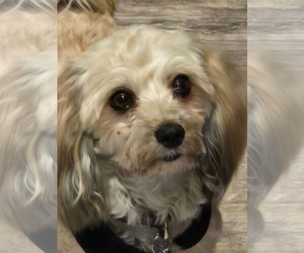 Medium Photo #3 Havanese Puppy For Sale in St. Louis Park, MN, USA