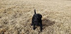 Small Photo #9 Labradoodle Puppy For Sale in CO SPGS, CO, USA