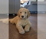Small #2 Goldendoodle