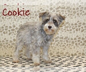 Mother of the Schnauzer (Miniature) puppies born on 03/02/2026