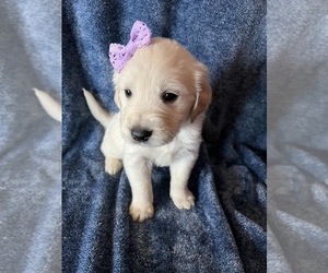 English Cream Golden Retriever Puppy for sale in HUDSON, WI, USA