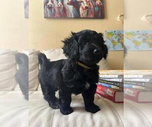 Poodle (Miniature)-ShihPoo Mix Puppy for sale in FORT LAUDERDALE, FL, USA