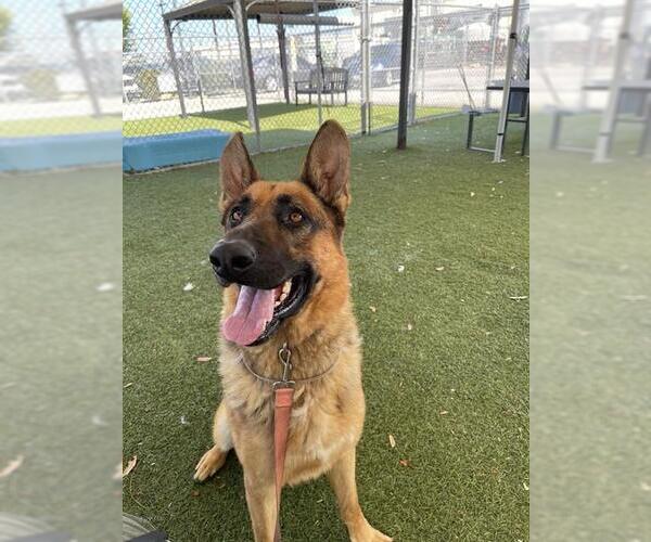 Medium Photo #1 German Shepherd Dog Puppy For Sale in Downey, CA, USA
