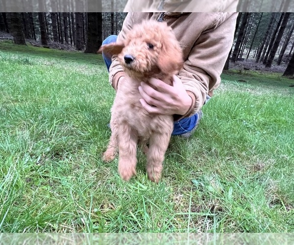 Medium Photo #14 Poodle (Standard) Puppy For Sale in WILSONVILLE, OR, USA