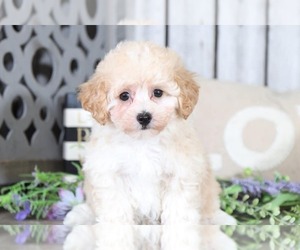 West Highland White Terrier Puppy for sale in MOUNT VERNON, OH, USA