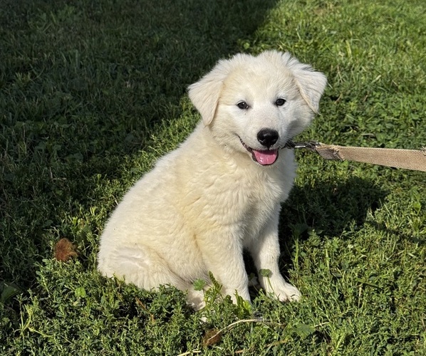 Medium Photo #1 Great Pyrenees Puppy For Sale in CANOGA, NY, USA