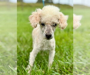 Poodle (Miniature) Dogs for adoption in Pacolet, SC, USA