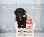 Small Photo #19 Australian Shepherd-Poodle (Toy) Mix Puppy For Sale in SANGER, TX, USA