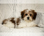 Puppy 6 Poovanese