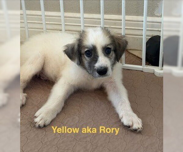 Medium Photo #7 Great Pyrenees Puppy For Sale in Spring, TX, USA