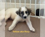 Small #6 Great Pyrenees