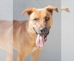 Small #1 Labrador Retriever Mix