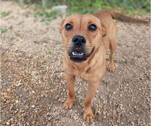 Delilah - Female Feist Terrier-Unknown Mix Dog for Adoption - Photo #3