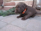 Puppy 3 Labrador Retriever