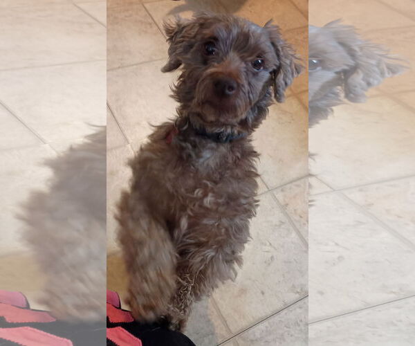 Medium Photo #5 Havanese Puppy For Sale in Cuba, NY, USA