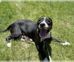 Small Photo #14 American Pit Bull Terrier Puppy For Sale in Laramie, WY, USA