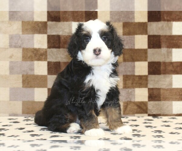 Medium Photo #1 Bernedoodle (Miniature) Puppy For Sale in DENVER, PA, USA