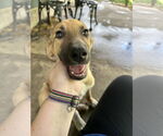 Small #2 German Shepherd Dog Mix