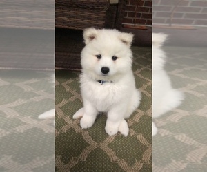 Samoyed Puppy for sale in RALEIGH, NC, USA
