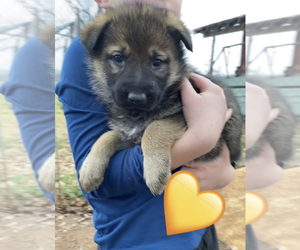 Czech Wolfdog-German Shepherd Dog Mix Puppy for sale in WINTERVILLE, GA, USA