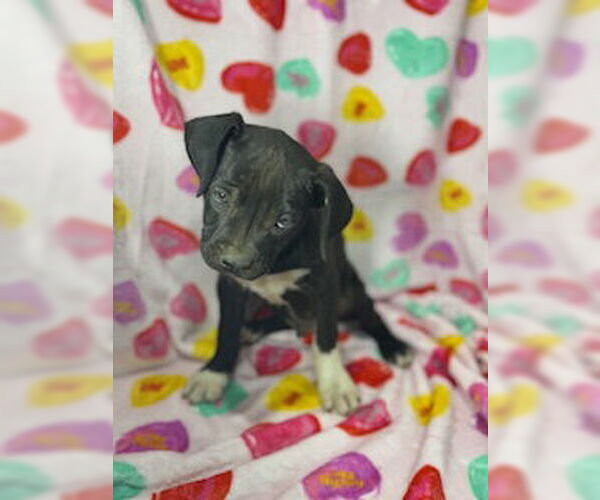 Medium Photo #5 Bulldog-Labrador Retriever Mix Puppy For Sale in Pleasanton, TX, USA