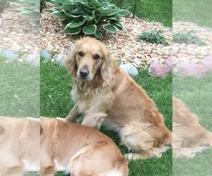 Mother of the Golden Retriever puppies born on 09/29/2023