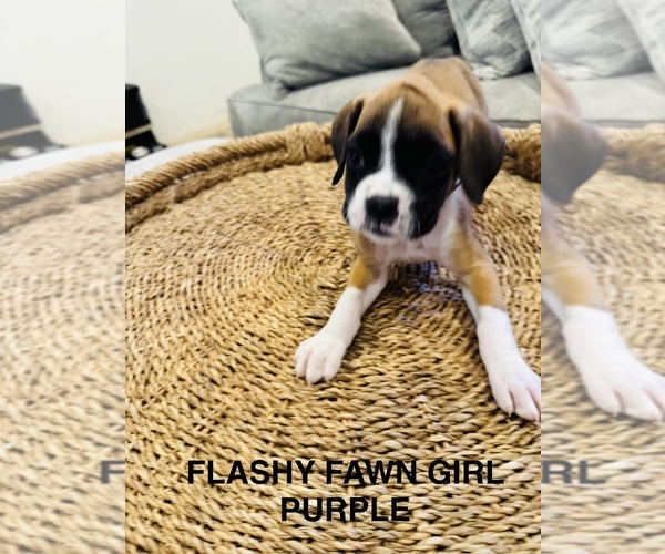 Medium Photo #8 Boxer Puppy For Sale in STAYTON, OR, USA