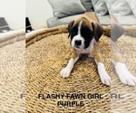 Small #7 Boxer