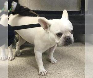 French Bulldog Dogs for adoption in Riverside, CA, USA