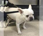 Small French Bulldog