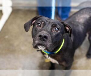 Mutt Dogs for adoption in Mountain Home, AR, USA
