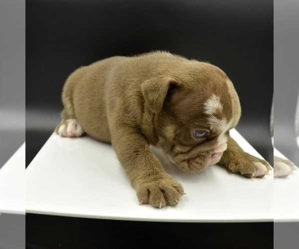 Medium Photo #2 Bulldog Puppy For Sale in PASCO, WA, USA