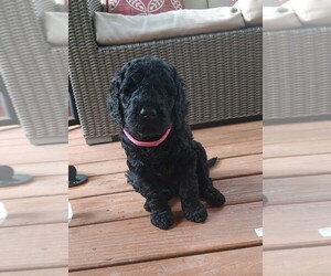 Goldendoodle Puppy for sale in BEAVER CREEK, OH, USA