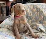 Small Photo #6 Doberman Pinscher Puppy For Sale in BRISTOL, CT, USA