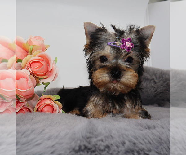 Medium Photo #3 Yorkshire Terrier Puppy For Sale in LOS ANGELES, CA, USA