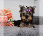 Small #2 Yorkshire Terrier