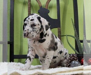 Great Dane Puppy for sale in LITITZ, PA, USA