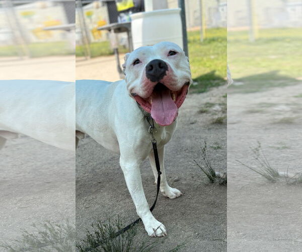 Medium Photo #4 American Pit Bull Terrier-Unknown Mix Puppy For Sale in Virginia Beach, VA, USA
