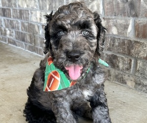 Golden Mountain Doodle  Puppy for sale in CLAREMORE, OK, USA