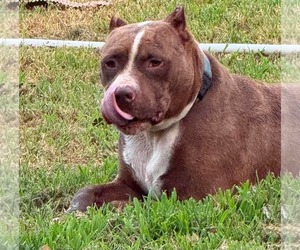 American Pit Bull Terrier-Unknown Mix Dogs for adoption in Germantown, OH, USA