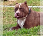 Small American Pit Bull Terrier Mix