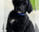 Small Photo #8 Goldendoodle Puppy For Sale in DUNDEE, OH, USA